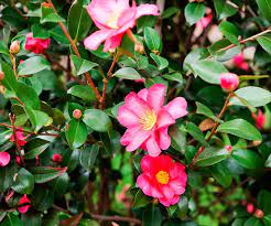 Maybe you would like to learn more about one of these? 5 Flowering Hedge Plants For Australian Gardens Australian House And Garden