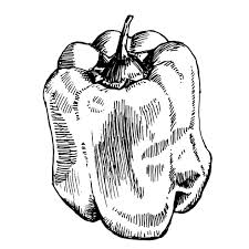 Sweet Pepper Sketch Download Free Vectors Clipart Graphics Vector Art Draw this cute pepper by following this drawing lesson. vecteezy