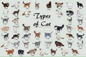 Untuk mengatasinya, kucing perlu diberi obat cacing yang tepat. Daddy Meaw Ø¹Ù„Ù‰ ØªÙˆÙŠØªØ± Bitterlxnd Twt Kucingmanja Muka Mcm Malas Nak Lyan