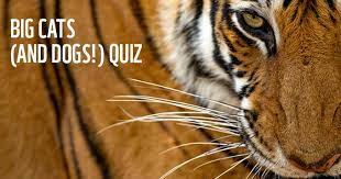 Does it seem like your cat is ignoring you? Big Cats And Dogs Quiz Wwf