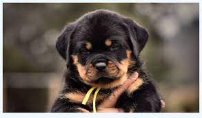 This breed originated in germany during the middle ages and was primarily used for herding, cart pulling and protection. German Rottweiler Puppies For Sale Dog Breed