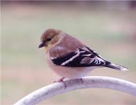Dakota County Prairie Birds