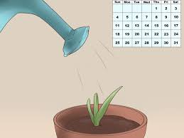 Mais ce jus n'aura évidemment pas les mêmes. How To Plant Aloe Vera Aloe Plant Aloe Vera Plant Aloe Vera