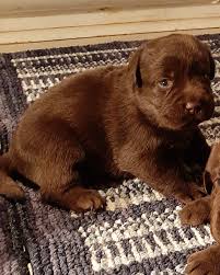 A labrador mix is a mixed dog breed that is a cross between a labrador retriever and another dog breed. Labrador Retriever Puppies For Sale Franklin Pa 318317
