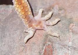 Check spelling or type a new query. My Gecko Didn T Shed Properly Hubpages