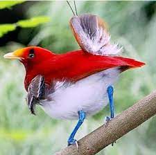 pin de marta franchin rizo silva em passaros aves de todas especies birds passaros brasileiros passaros coloridos passaros