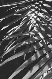 Black And White Plants Aesthetic Leaves In 2020 Black And White Picture Wall Black And White Aesthetic Black And White Wallpaper