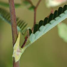 Image result for Aeschynomene indica