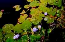 Image result for Grewia conocarpoides