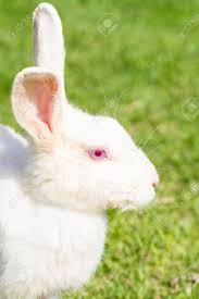 Learn about all the causes and treatments for eyes that burn, itch, or feel gritty. White Rabbit With Red Eye Stock Photo Picture And Royalty Free Image Image 22109583