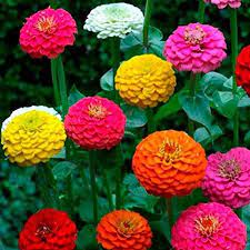 There are over 20 zinnia species in the wild. Gorgeous California Giant Zinnia Flower Seeds In 2021 Zinnia Flowers Flower Seeds Fast Growing Flowers