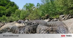 Konon, ada seekor ular raksasa yang tertangkap oleh warga dan kelihatan bahwa perut ular film keren anaconda saja mengambil lokasi syuting di pulau kalimantan karena mengakui akan fakta tersebut. 5 Fakta Anakonda Ular Terbesar Yang Jago Berenang