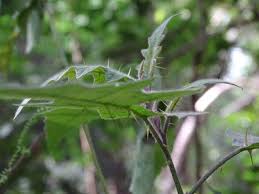 Image result for Solanum litoraneum