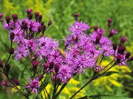 Image result for Vernonia kirkii