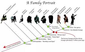 in human evolution the first stage is the monkey and last