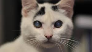 Do not rub or touch the injured eye. Cataracts In Cats Symptoms Causes Treatments Cattime