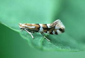 Image result for Phyllonorycter strigulatellus