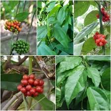 Image result for Tiliacora funifera