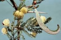 Image result for Acacia gerrardii