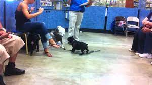 How much is a class? Puppy Training Class At Petsmart Level 1 Youtube