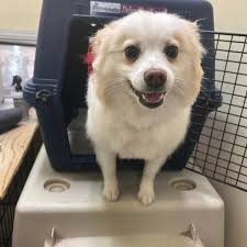 Wags To Whiskers Pet Grooming and Boutique