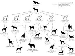 Dog Evolution Chart Urban Dog