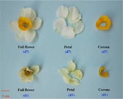 Generate wisteria, bellflower, petunias, crocus. De Novo Transcriptomics Analysis Of The Floral Scent Of Chinese Narcissus Springerlink