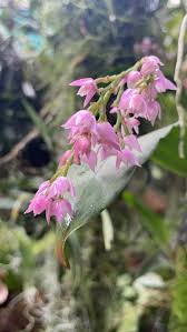 Image result for Polystachya cultriformis