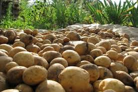 Check spelling or type a new query. Menanam Kentang Teknologi Penanaman Dan Penjagaan Di Ladang Terbuka