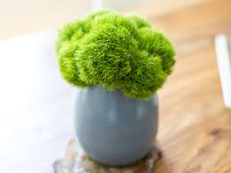 So many of you loved the best plants to use for miniature gardens ideas that i thought you would also enjoy this beautiful, miniature moss bonsai in a teacup. How To Grow Your Own Moss Apartment Therapy