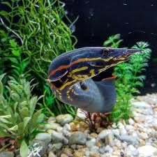 The Fire Eel In Action Aquarium Fish Cichlid Aquarium Freshwater Aquarium Fish