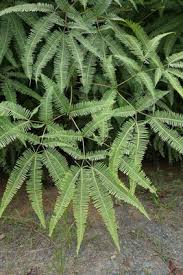 Image result for Dicranopteris elegantula