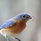 Bluebirds of Happiness: Ways of Attracting and event image