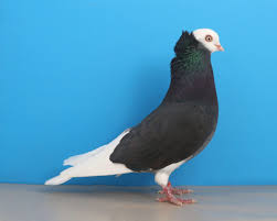 Flying Baldhead Kite Pigeon Photo By Layne Gardner Hayvanlar Kus Kanatlar
