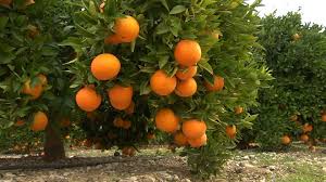 2me Journes Mditerranennessur lAgrumiculture  Relance de la filire  agrumicole en Algrie - Universite Hassiba Benbouali de Chlef