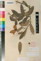 Image result for Acridocarpus natalitius