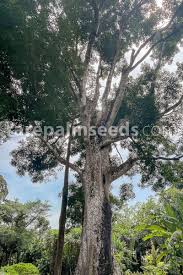 Image result for Khaya