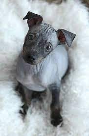 Photo Of American Hairless Terrier Grey Puppy Portrait Hairless Dog Hairless Animals Puppy Portraits