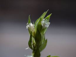 Image result for Asystasia mysorensis