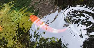 ปลาท ห างสรรพส นค าแห งหน ง