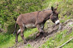 Best donkey anal