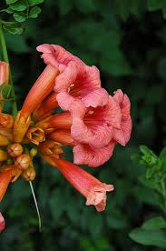 Steingg Com Habitat Garden Plants Garden Gifts