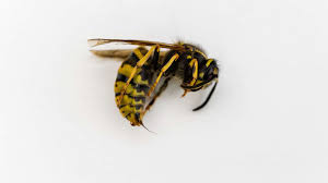 Wasp Venom Can Save Lives But The Supply Chain Is Shaky
