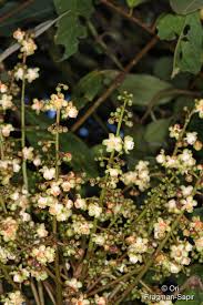 Image result for Carapa wohllebenii