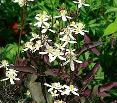 Image result for Clematis recta atropurpurea