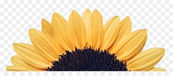 Sunflower Detailed Shubhashita Good Morning Quotes In Kannada Hd Png Download Vhv Check out our collection of beautiful hd pictures, photos, pics, wishes and greetings to send on whatsapp for free. in kannada hd png download