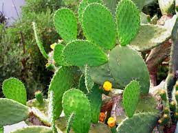 These low poly cactus can be used as standalone elements or as part of a larger scene. Como Cuidar Planta De Nopal En Maceta