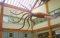 I had so much fun coloring in this giant coloring book and watching my picture come to life! Giant Squid In Popular Culture Wikipedia