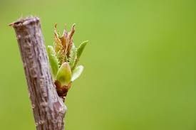 Cherry Buds Bursting Bud Cherry Tree Tree