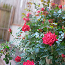 15 Varieties Of Roses To Consider For Your Garden